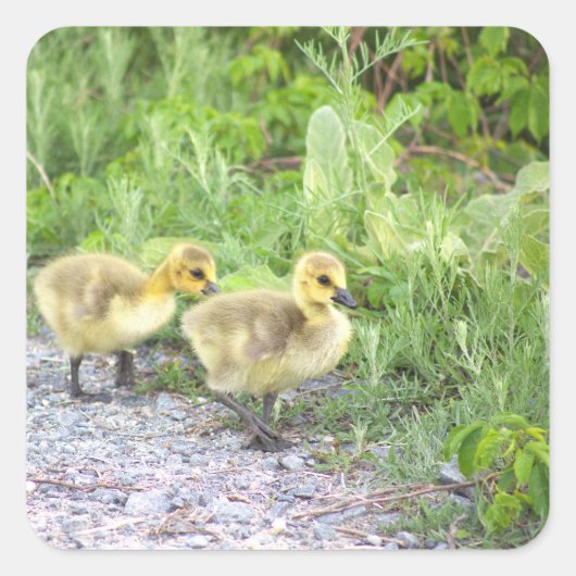 Goslings Foto Stickers (Voorkant)
