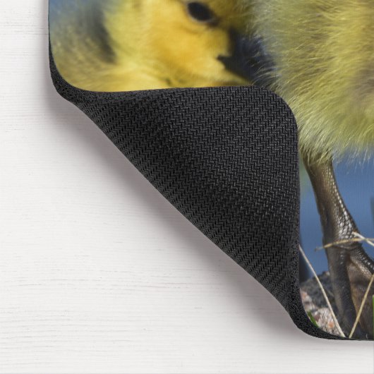 Goslings in de lente muismat (Hoek)