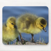 Goslings in de lente muismat (Voorkant)