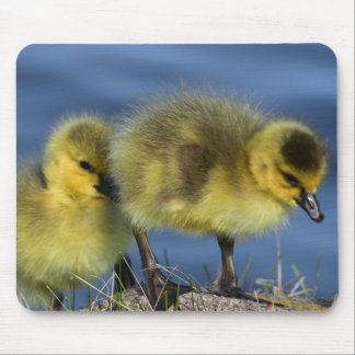 Goslings in de lente muismat