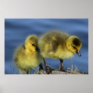 Goslings in de lente poster