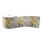 Goslings Photo Ribbon Grosgrain Lint (Spoel)