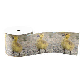 Goslings Photo Ribbon Grosgrain Lint