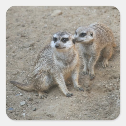 Gossip Sticker (Voorkant)