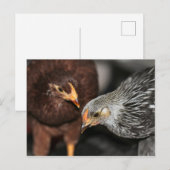 Gossip-tijd Briefkaart (Voorkant / Achterkant)