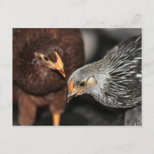 Gossip-tijd Briefkaart