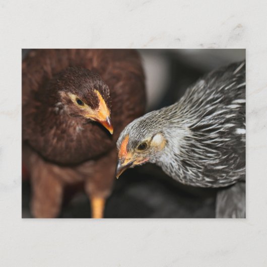 Gossip-tijd Briefkaart (Voorkant)