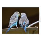 Gossiping Budgies (Voorkant Horizontaal)