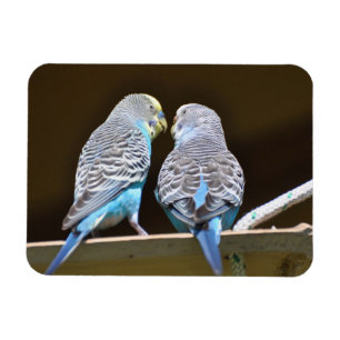 Gossiping Budgies Magneet