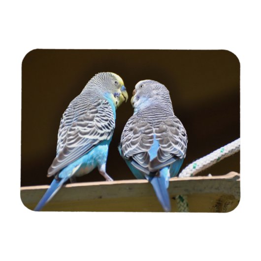 Gossiping Budgies Magneet (Horizontaal)