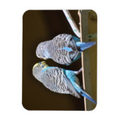Gossiping Budgies Magneet (Verticaal)