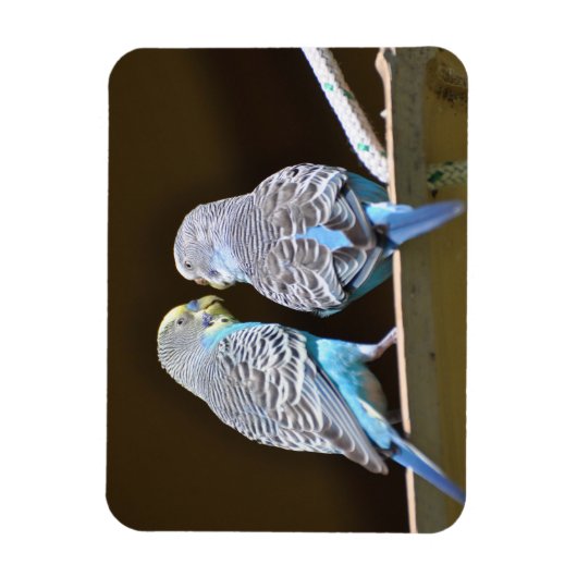 Gossiping Budgies Magneet (Verticaal)