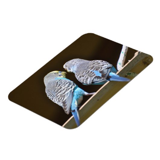 Gossiping Budgies Magneet (Linkerzijde)