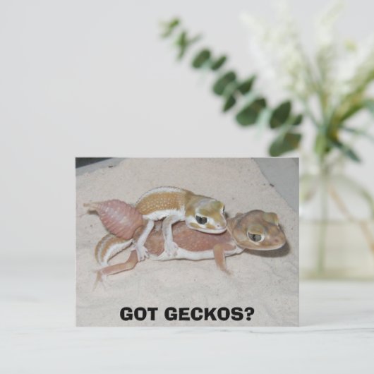 GOT GECKOS? BRIEFKAART (Staand voorkant)