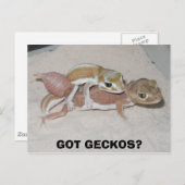 GOT GECKOS? BRIEFKAART (Voorkant / Achterkant)