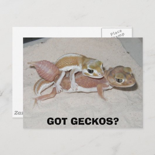 GOT GECKOS? BRIEFKAART (Voorkant / Achterkant)