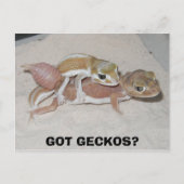 GOT GECKOS? BRIEFKAART (Voorkant)