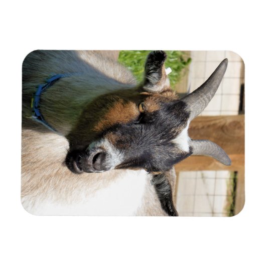 GOT MAGNEET (Horizontaal)