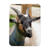 GOT MAGNEET (Verticaal)