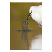 Gotcha Foto Afdruk (Voorkant)