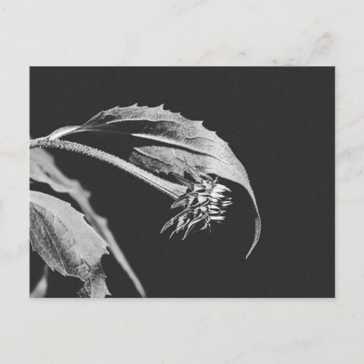 Gothic Wilting Flower Photo Reprint Briefkaart (Voorkant)