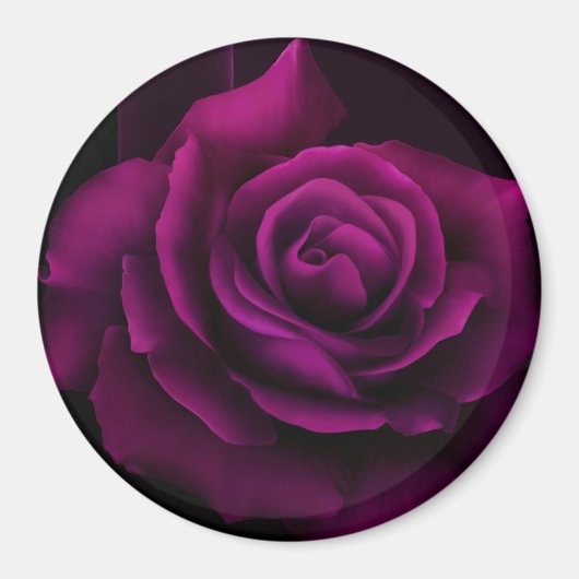 Gothische Paars-rode rozenbloem Magneet (Voorkant)