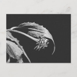 Gothische Verwelkende Bloem Foto Reproductie Briefkaart