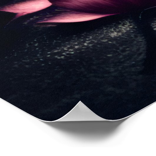 Gotisch donker Roos en schedel Poster (Hoek)