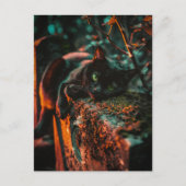 Gotische occulte zwarte kat op begraafplaats briefkaart (Voorkant)