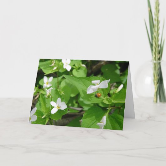 Gotta Love lieveheersbeestjes (3) Wenskaart Kaart (Voorkant)