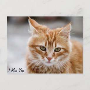 Goud en witte kat op een Miss You Briefkaart