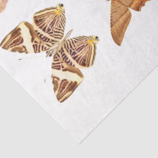 Goud Oranje Collectie van vlinder Tissuepapier (Detail)