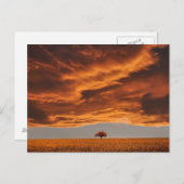 Goud over de droevige boomwolk briefkaart (Voorkant / Achterkant)