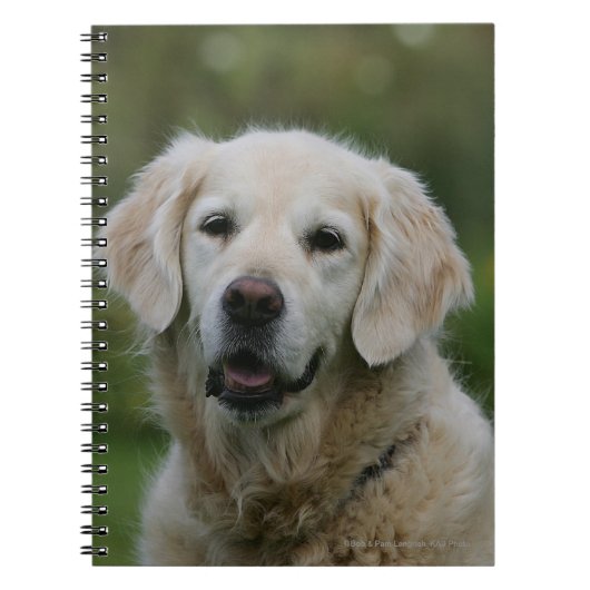 Goud Retriever Close-up 2 Notitieboek (Voorkant)