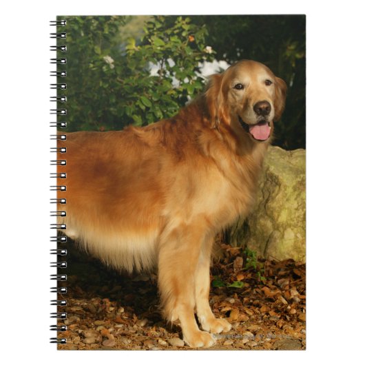 Goud Retriever Hijgt Notitieboek (Voorkant)