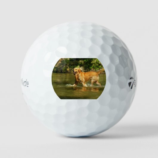 goud-retriever-in water golfballen (Voorkant)