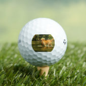goud-retriever-in water golfballen (Insitu Shirt)