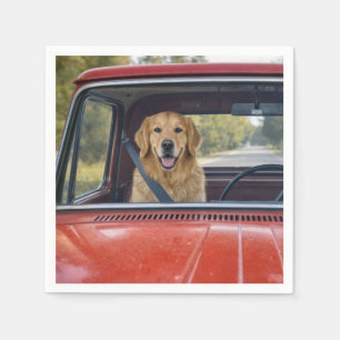 Goud Retriever met een veiligheidsriem Servet
