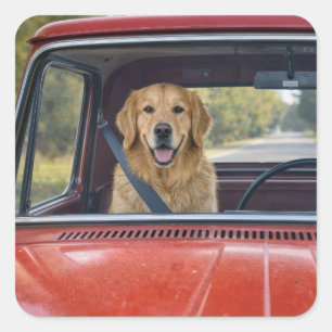 Goud Retriever met een veiligheidsriem Vierkante Sticker