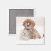Goud Retriever Pup in Sneeuw Magneet (Voorkant / Achterkant)