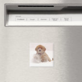Goud Retriever Pup in Sneeuw Magneet (Insitu (Vaatwasser))