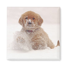 Goud Retriever Pup in Sneeuw