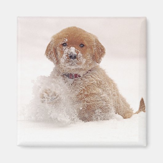 Goud Retriever Pup in Sneeuw Magneet (Voorkant)