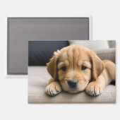 Goud Retriever Puppy Magneet (Voorkant / Achterkant)