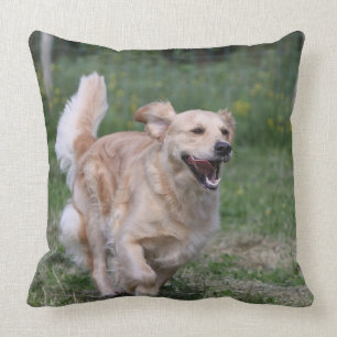 Goud Retriever Rent 1 Kussen