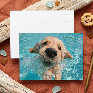 Goud Retriever Zwemmende Puppy Zomerpret Briefkaart