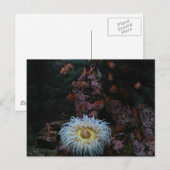 Goud Zee Anemone Briefkaart (Voorkant / Achterkant)