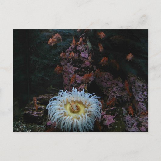 Goud Zee Anemone Briefkaart (Voorkant)