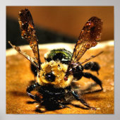 Goudbijen Poster (Voorkant)