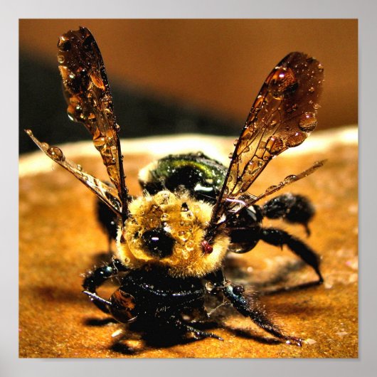 Goudbijen Poster (Voorkant)